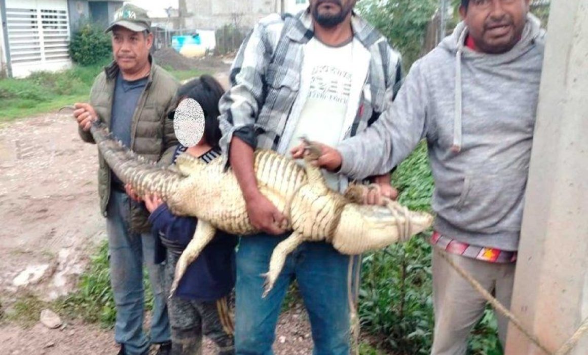 Cocodrilos en calles de Cuautitlán Izcalli generan alarma y poca acción oficial