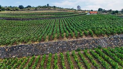 Congresista republicana propone ‘Programa Bracero 2.0’ para atender la escasez de mano de obra agrícola en Estados Unidos