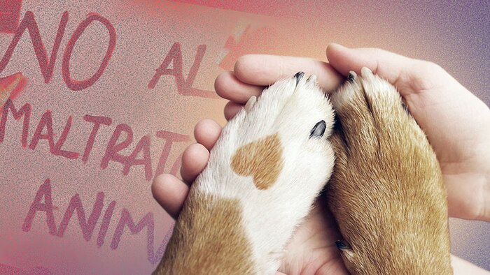 Congreso de la Ciudad de México propone penas de hasta 12 años de prisión y multas superiores a 281 mil pesos por maltrato animal