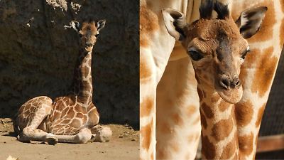 Conoce a Jabari, la adorable jirafa bebé que llegó a Chapultepec