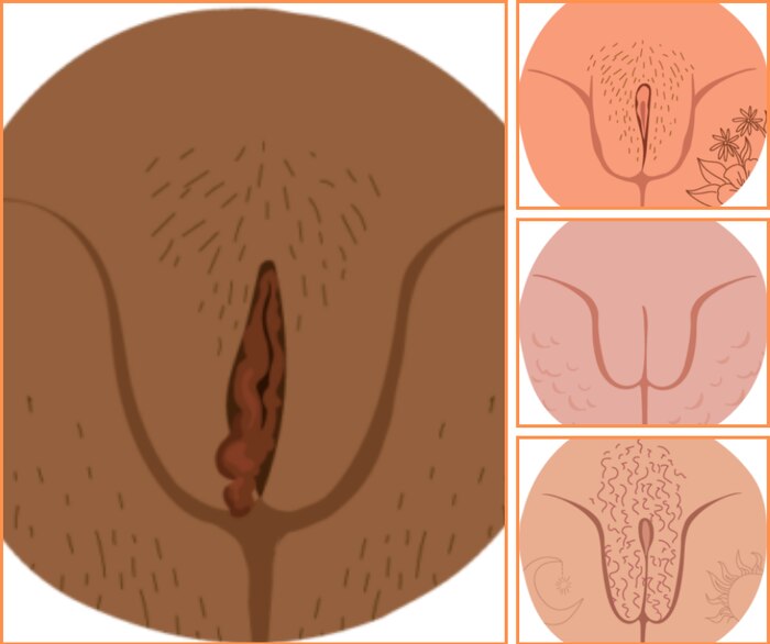 Conoce los 9 tipos de vulva y la importancia de la diversidad genital femenina