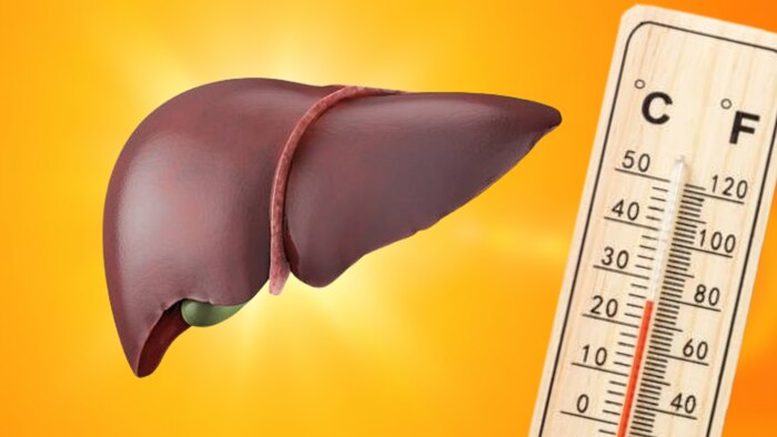Consejos para proteger el hígado durante las altas temperaturas del verano