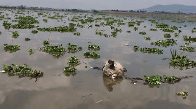 Contaminación en la Presa Antonio Alzate: basura, animales muertos y riesgos para la comunidad