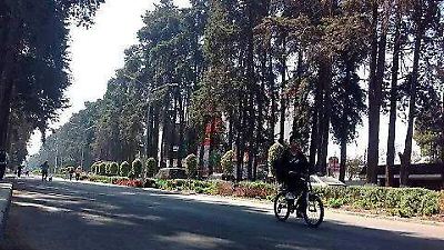 Controversia en Toluca por poda de árboles en Paseo Colón para proyecto comercial