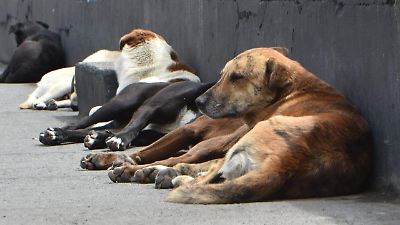 Creciente problemática de perros callejeros en San Juan Tilapa pone en riesgo al ganado y a la comunidad