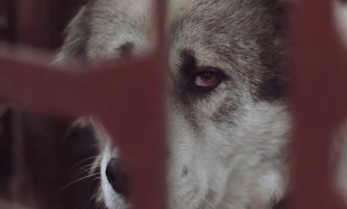 Crisis de maltrato animal en Ixtapaluca: vecinos exigen acciones concretas y castigos efectivos