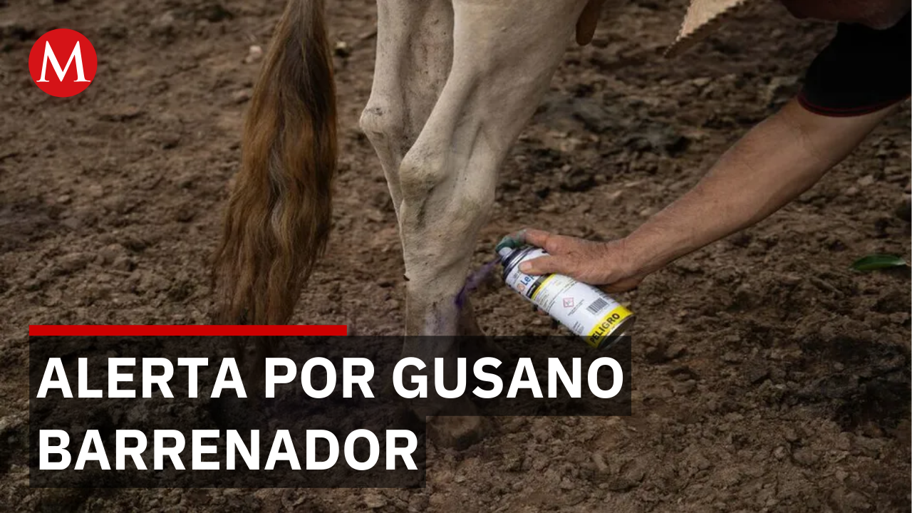 ¿Crisis en Edomex? Siete casos de gusano barrenador amenazan la región y las autoridades ya actúan