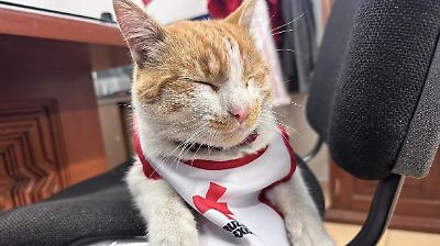 Cruzberto y una jornada solidaria en Toluca para animales sin hogar por el Día Internacional del Gato