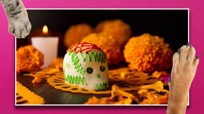¿Cuál es la fecha ideal para colocar la ofrenda a las mascotas y qué elementos deben incluirse según la tradición mexicana?