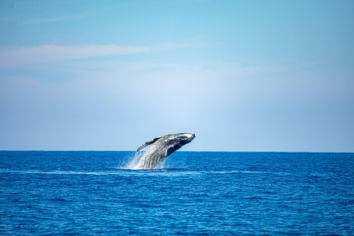 Día Mundial de las Ballenas: migración y conservación de los cetáceos en Centroamérica