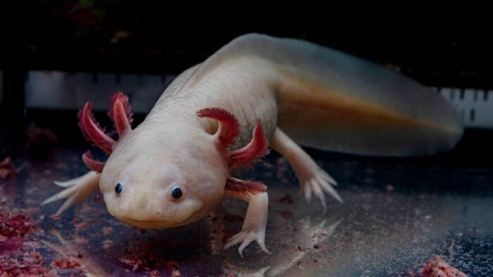 Día Nacional del Ajolote en México: Conciencia y conservación del anfibio emblemático