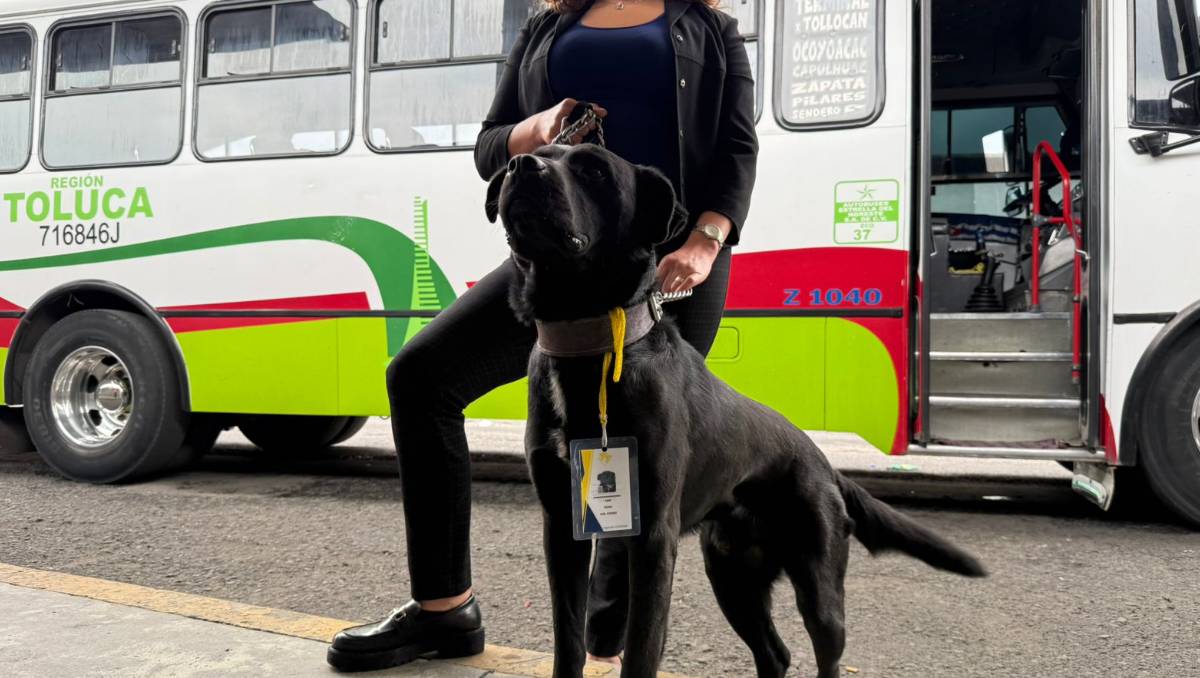 De callejeros a guardianes: la historia de Oso y Sam en la Terminal de Autobuses de Toluca