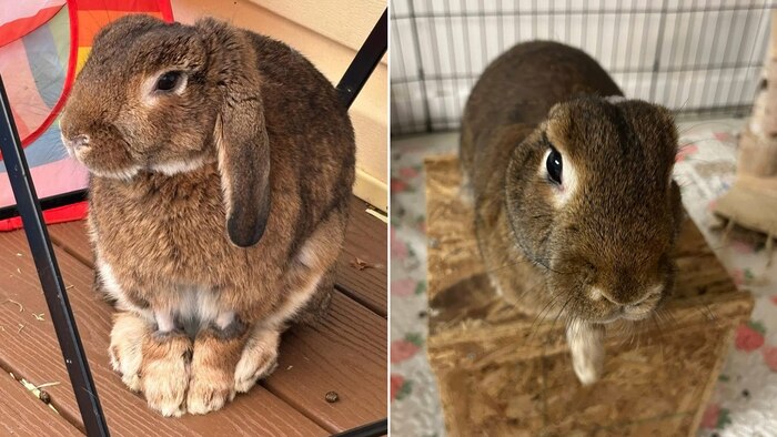 De la agresividad a la felicidad: la transformación de Duncan, el conejo sordo que superó el dolor y encontró amor
