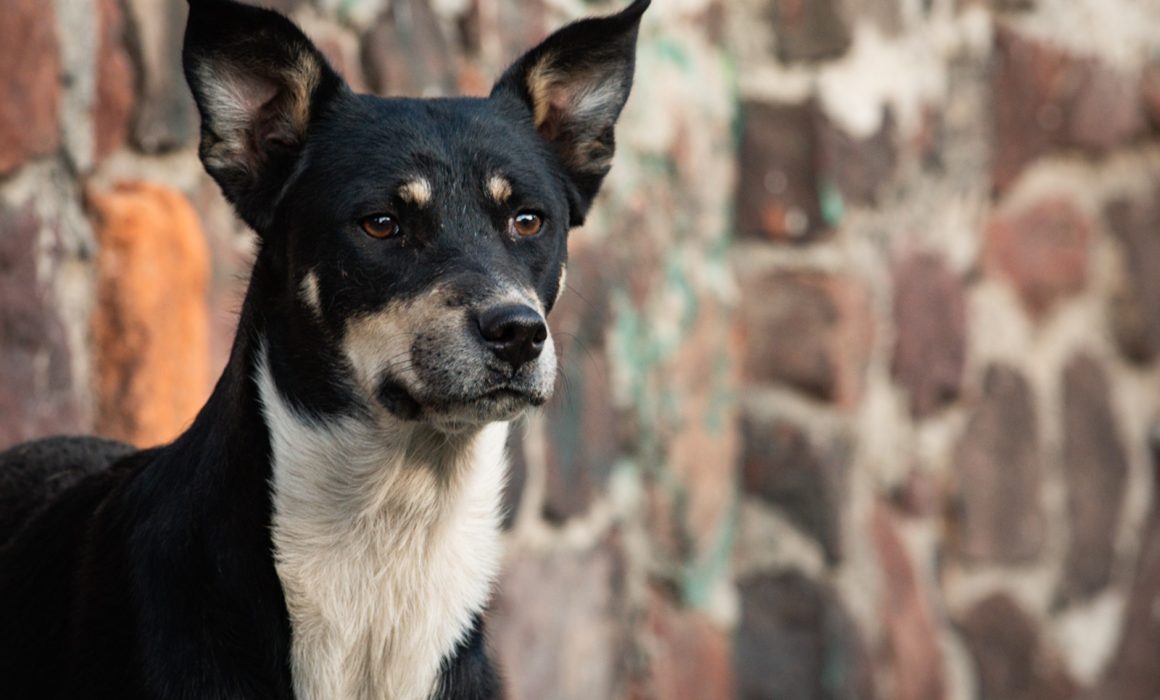 Delfina Gómez impulsa nuevas reformas para castigar duramente el maltrato animal en el Estado de México