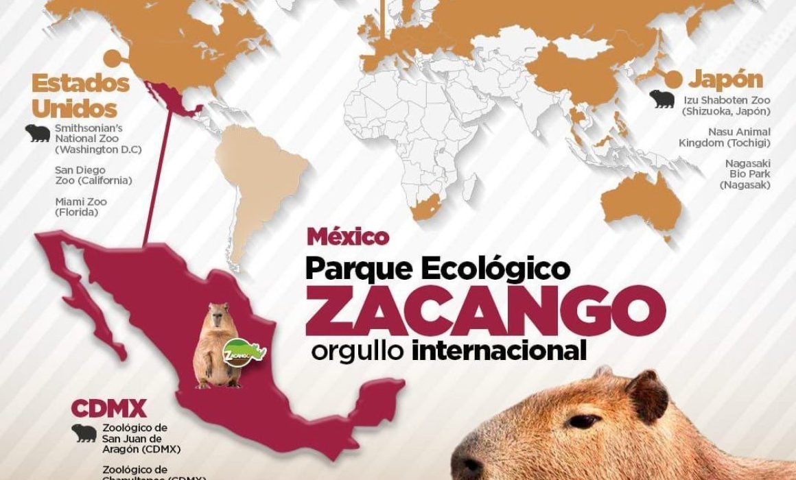 Delfina Gómez invita a conocer el Parque Ecológico Zacango, hogar de especies únicas como las capibaras