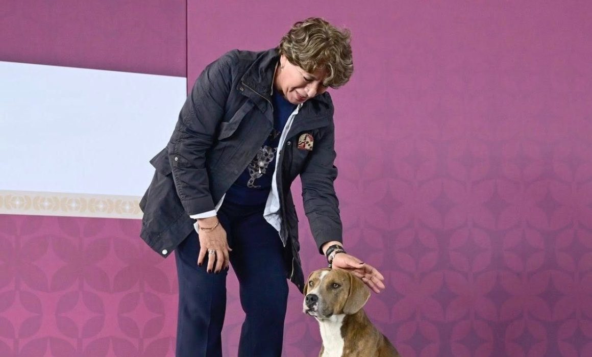 Delfina Gómez lanza campaña de esterilización para reducir perros en situación callejera en el Estado de México