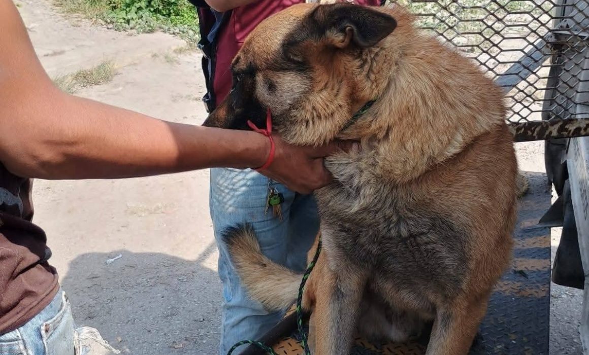 Denuncian crueldad animal en Tultitlán; señalan a personal del Centro Antirrábico