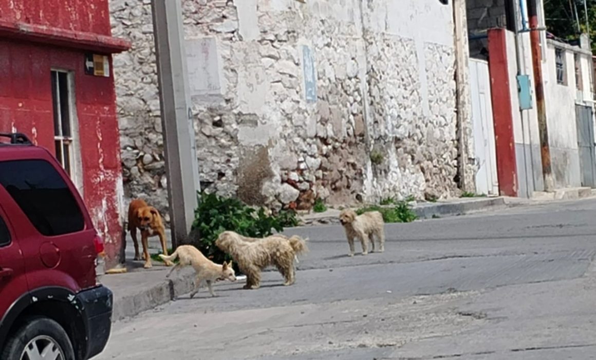Denuncian en Apaxco a vecina por maltrato y agresión de más de 20 perros en condición insalubre