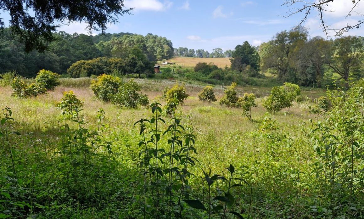 Desarrollo en marcha: Evalúan sede para la Universidad Agraria del Sur en Temascaltepec