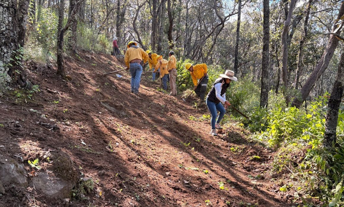 ¡Descubre cómo Delfina Gómez está transformando la protección de bosques en el Estado de México!