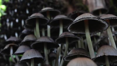 Descubre la 4ª Feria del Hongo en Chapingo-Ixtapaluca y su riqueza cultural y gastronómica