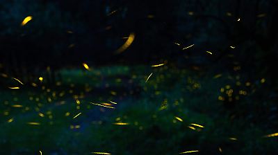 Descubre la magia de las luciérnagas en más de 30 ecoparques del Estado de México