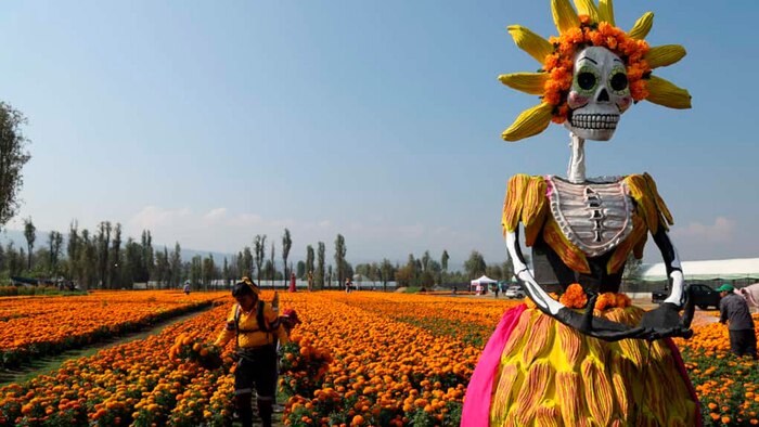 Descubre los mejores rincones en Ciudad de México y Xochimilco para comprar flores de Cempasúchil en temporada de Día de Muertos