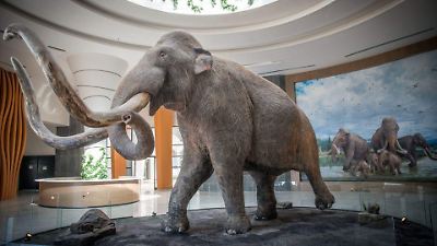 Descubren en el AIFA fósiles de un mamut mexicano con características únicas y posible nueva especie