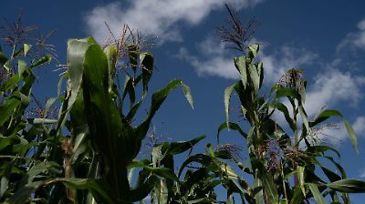 Descubren que las plantas de maíz se comunican para fortalecer su defensa y reducir daños