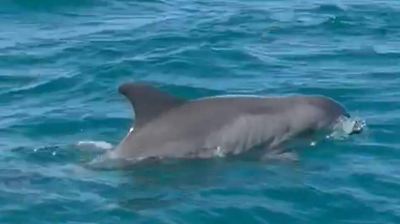 Descubrimiento de 50 delfines con crías cerca de Tamaulipas podría impulsar el ecoturismo en la región