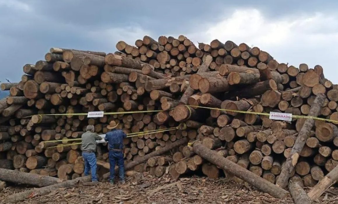 Desmantelan aserradero clandestino en Coatepec; no hay detenidos