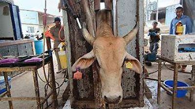 Detectan y atienden caso de gusano barrenador en ganado de Ezequiel Montes, Querétaro