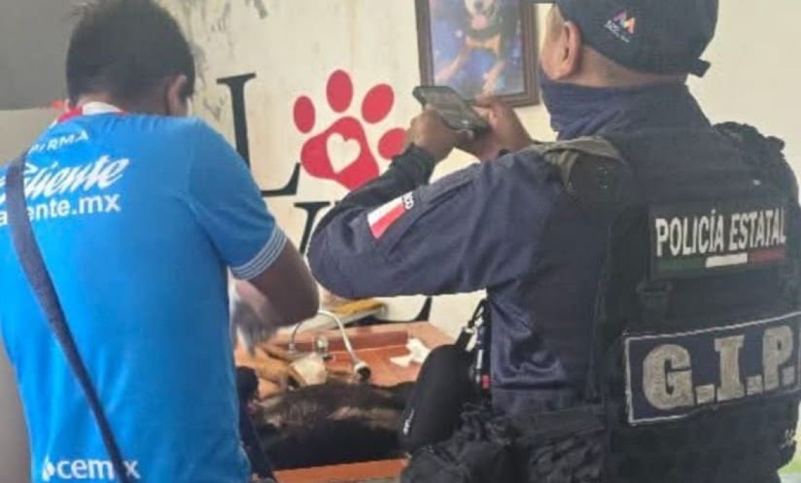 Detenido en Chalco por ritual satánico que involucró sacrificio de perros y bebida de su sangre