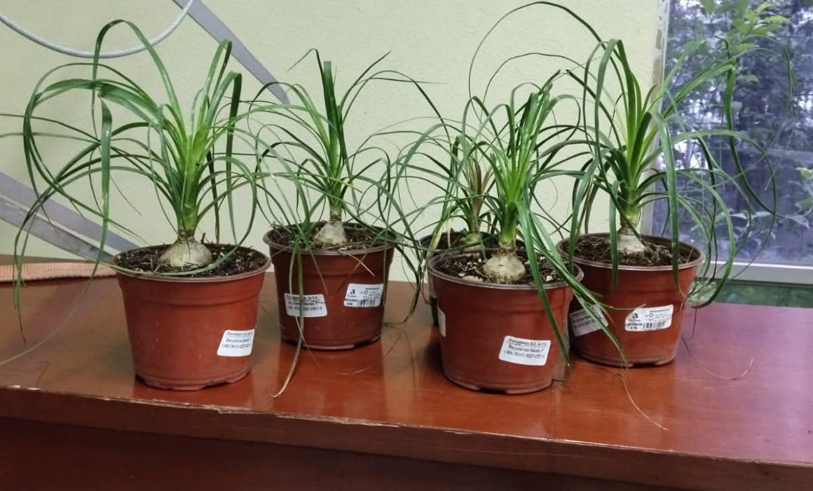 Detienen la venta ilegal de plantas protegidas en vivero de Tlalnepantla y decomisan 160 ejemplares