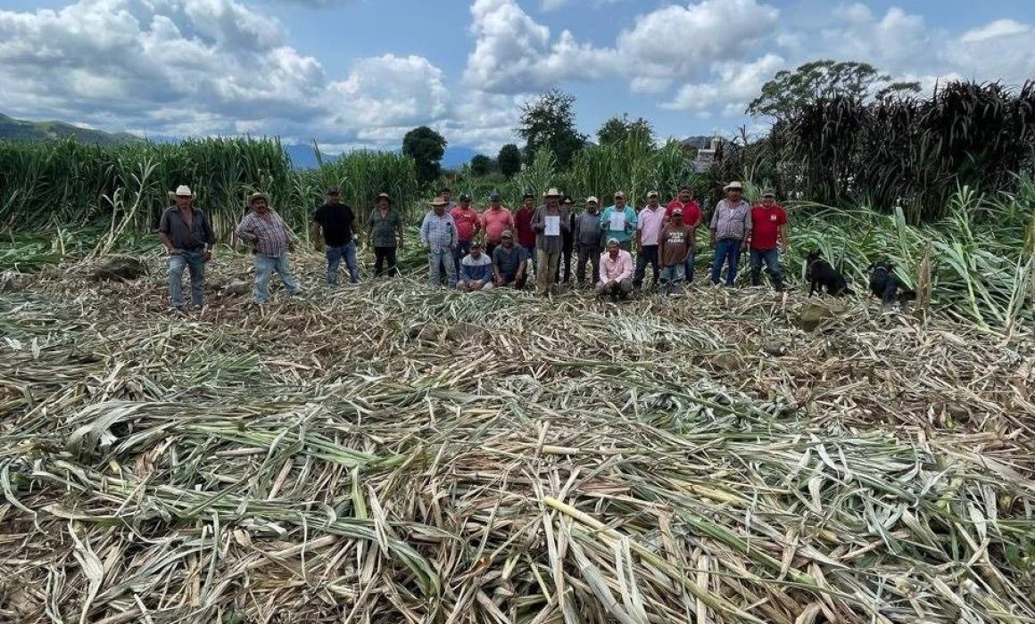 Diputado de Edomex impulsa exportación de caña de Temascaltepec ante amenaza de pérdidas