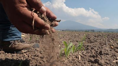 Disminuye 70 por ciento la producción de maíz en el Edomex; no existe autosuficiencia 