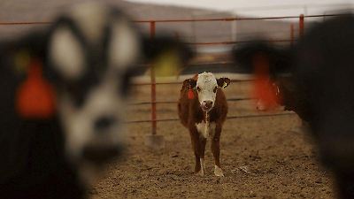 EU cierra nuevamente la frontera al ganado mexicano por brote de gusano barrenador en Veracruz