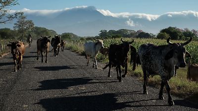 EU invertirá 21 millones de dólares en planta para combatir el gusano barrenador en México