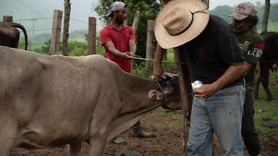 EU permite uso de emergencia de medicamentos para combatir el gusano barrenador en animales