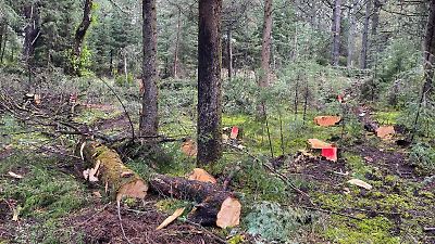 Edoméx intensifica lucha contra la tala ilegal con plan de restauración y operativos conjuntos