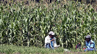 Edoméx seguirá dialogando con productores de maíz ante crisis y demandas del sector