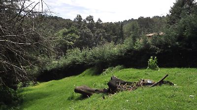 Edomex avanza en la reforestación con 6 millones de árboles para rehabilitar sus bosques