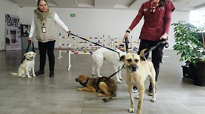 Edomex encabeza las cifras de maltrato animal en México durante 2024 con más de mil denuncias