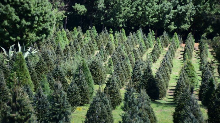 Edomex lanza Programas Forestales 2026 con apoyos de hasta 165 mil pesos para la conservación de bosques y recursos hídricos