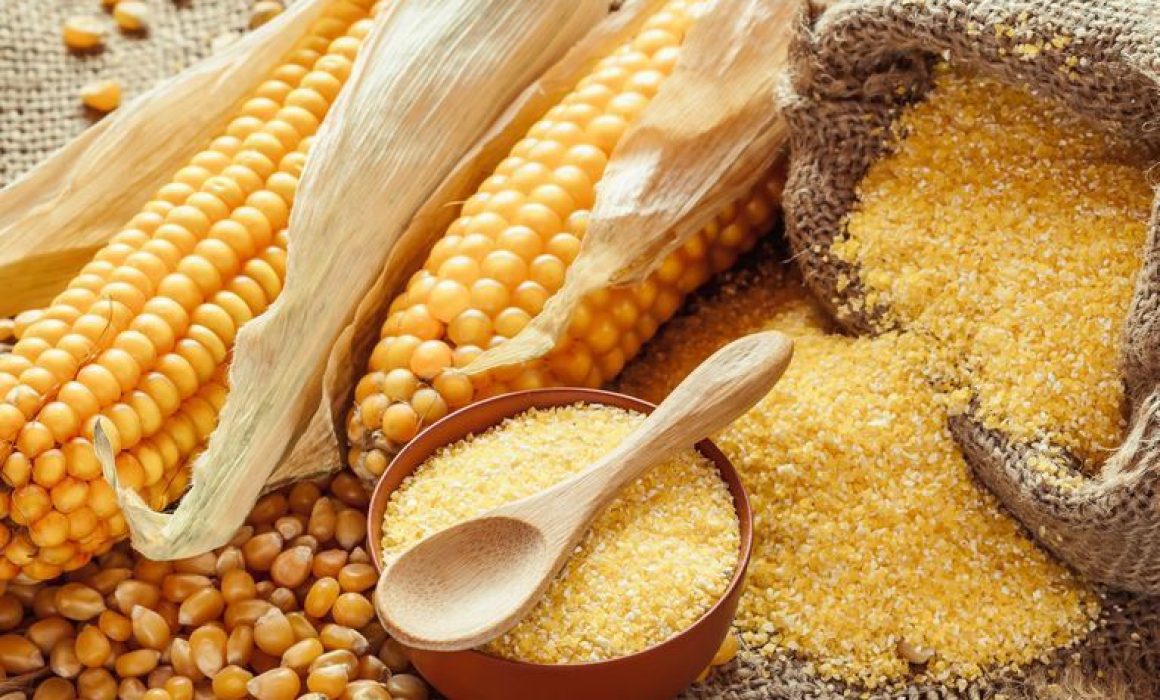 Edomex recupera semillas de maíz nativo: un paso hacia la conservación del patrimonio agrícola y cultural