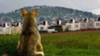 Edomex refuerza protección animal: rescate, censo y adopciones de perros y gatos callejeros