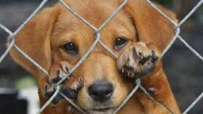 Edomex registra incremento en casos de maltrato animal y 6 sentencias en lo que va del año