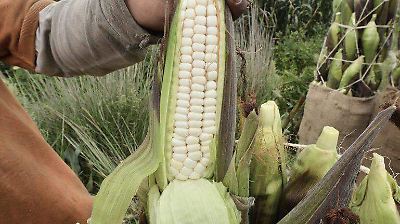 Ejidatarios del Estado de México exigirán sanciones y protección legal para el maíz nativo ante siembra de transgénicos