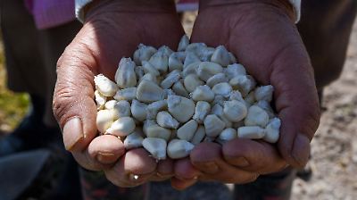 Ejidatarios del Estado de México impulsan protección y denominación de origen para el maíz nativo