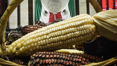 Ejidatarios del Estado de México proponen endurecer penas por siembra de maíz transgénico para proteger patrimonio cultural y biodiversidad